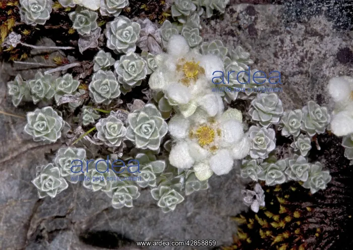 : South Island Edelweiss : South Island Edelweiss