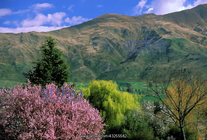 : South Island, New Zealand, High angle view : South Island, New Zealand, High angle view