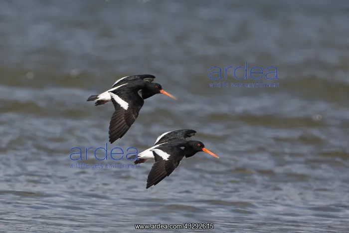 : South Island Oystercatchers - In flight at the estuary : South Island Oystercatchers - In flight at the estuary