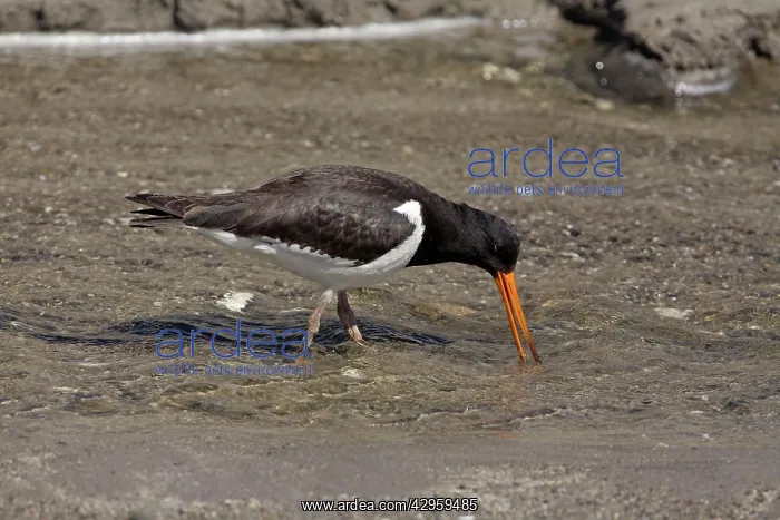 : South Island Pied Oystercatcher : South Island Pied Oystercatcher