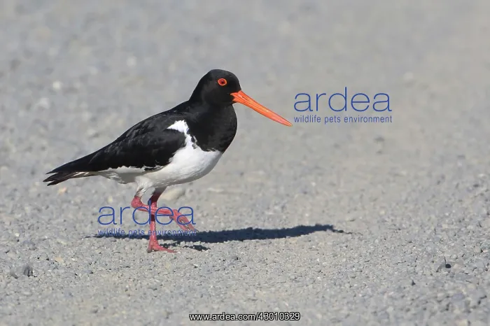 : South Island Pied Oystercatcher : South Island Pied Oystercatcher