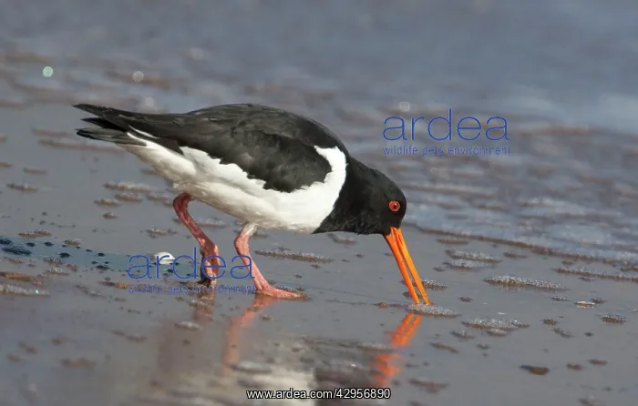 : South Island Pied Oystercatcher - feeding : South Island Pied Oystercatcher - feeding
