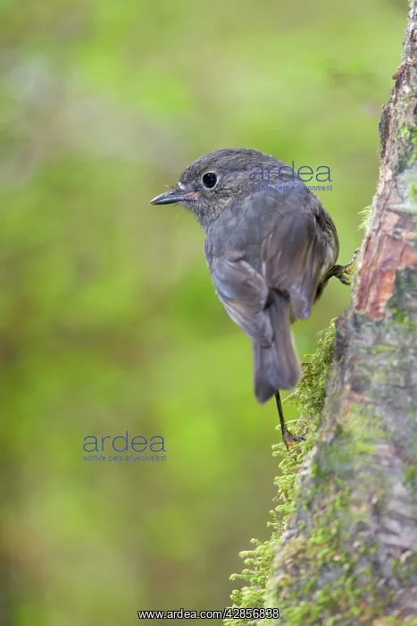 : South Island Robin - adult clinging to a tree in : South Island Robin - adult clinging to a tree in