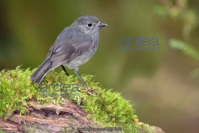 : South Island Robin - adult sitting on a moss-covered : South Island Robin - adult sitting on a moss-covered