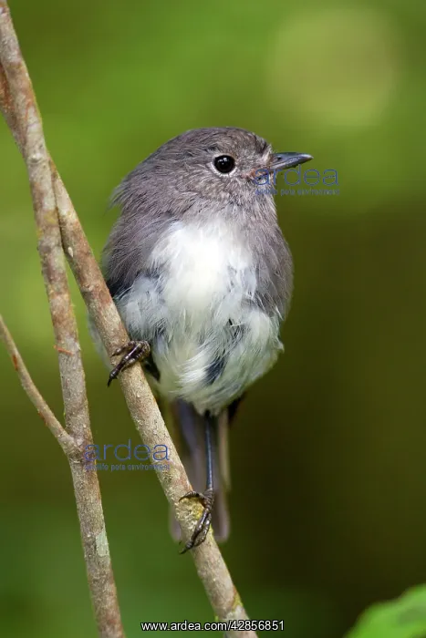 : South Island Robin - adult sitting on a twig in : South Island Robin - adult sitting on a twig in