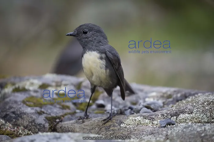 : South Island Robin - a male - standing on stony : South Island Robin - a male - standing on stony