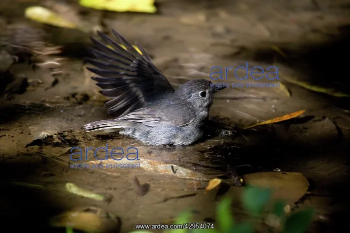 : South Island Robin / Toutouwai - bathing in the : South Island Robin / Toutouwai - bathing in the