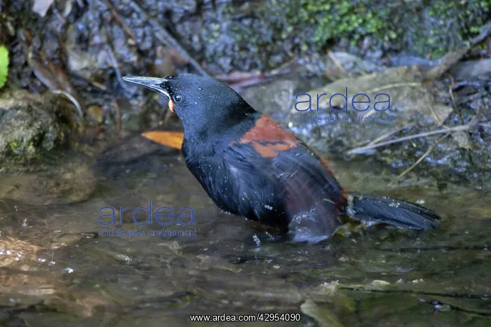 : South Island Saddleback / Tieke - bathing in a : South Island Saddleback / Tieke - bathing in a