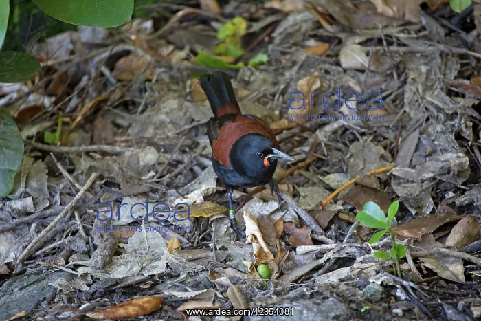: South Island Saddleback / Tieke - foraging among : South Island Saddleback / Tieke - foraging among