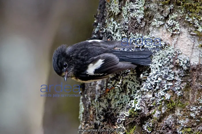 : South Island Tomtit - clinging to the trunk of a beech tree : South Island Tomtit - clinging to the trunk of a beech tree