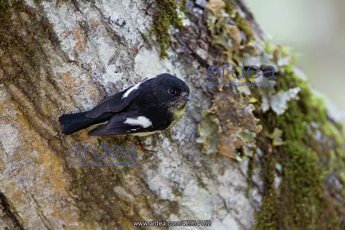 : South Island Tomtit - clinging to the trunk of a beech tree : South Island Tomtit - clinging to the trunk of a beech tree
