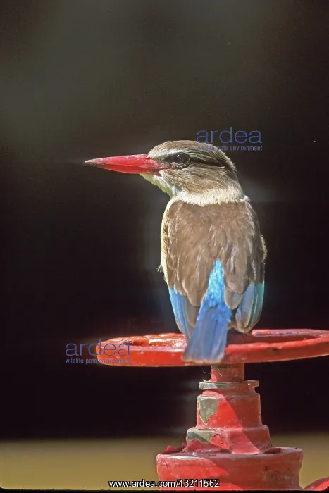 : South Kruger National Park. Brown-hooded : South Kruger National Park. Brown-hooded