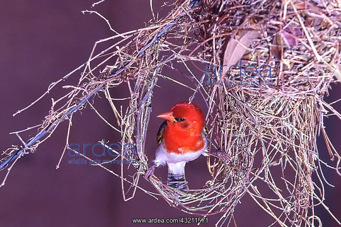 : South Kruger National Park. Redheaded weaver : South Kruger National Park. Redheaded weaver
