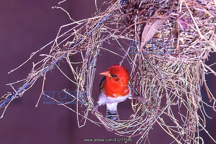  : South Kruger National Park. Weaver bird