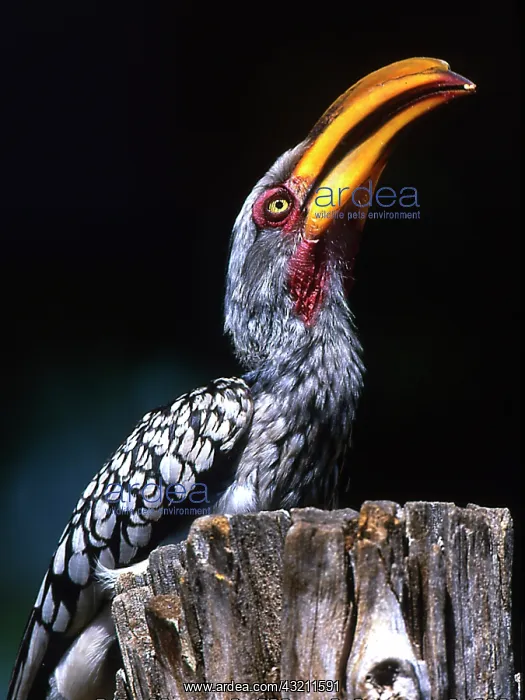 : South Kruger National Park. Yellow-billed : South Kruger National Park. Yellow-billed