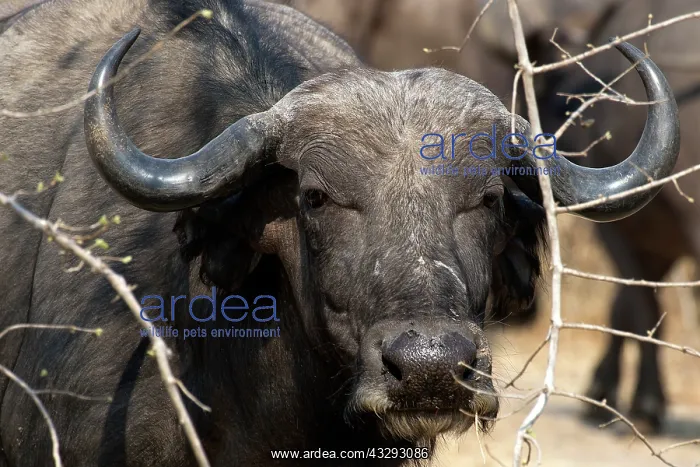 : In South Luangwa herds of hundreds of African Buffalo also : In South Luangwa herds of hundreds of African Buffalo also