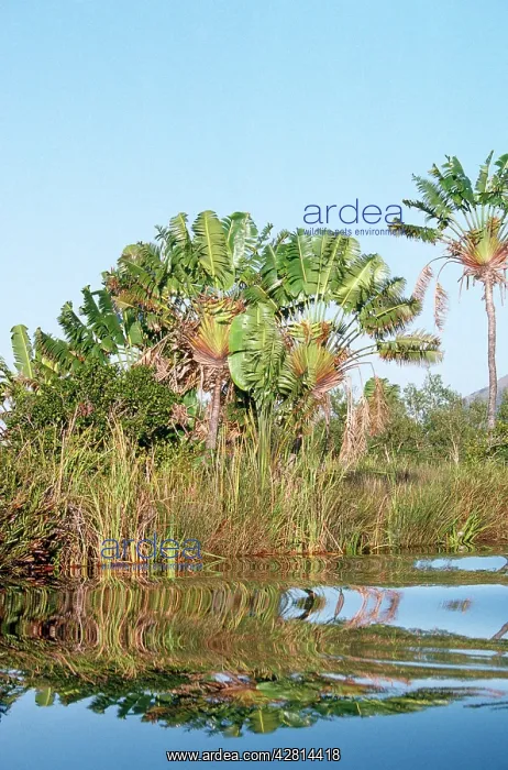 : South Madagascar - Traveller's Palm : South Madagascar - Traveller's Palm