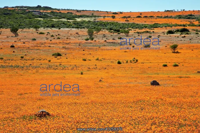 : South Namaqualand. Field of orange blossoms : South Namaqualand. Field of orange blossoms