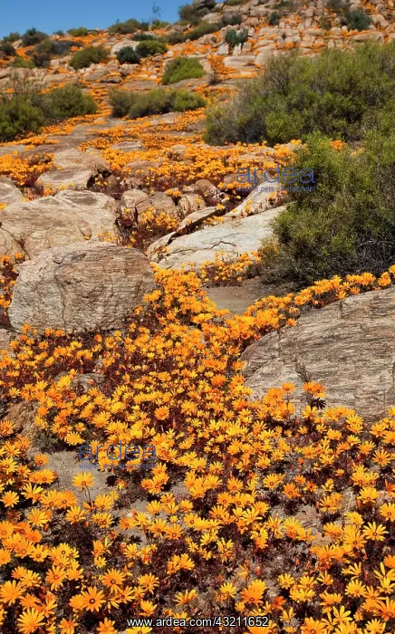  : South Namaqualand. Orange wildflower blossoms