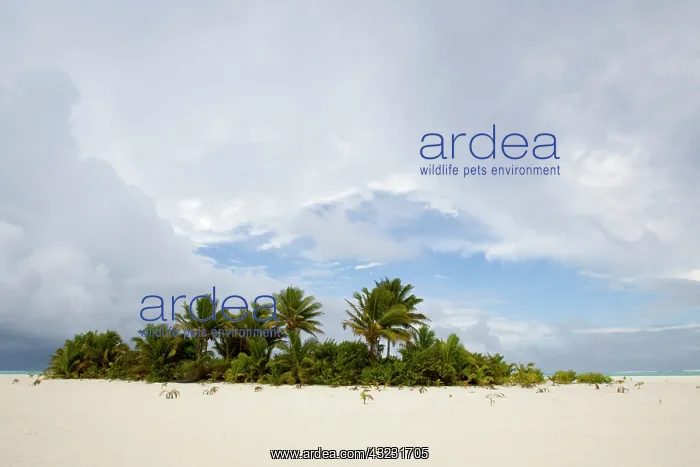 : South Pacific, Cook Islands, Aitutaki, Honeymoon : South Pacific, Cook Islands, Aitutaki, Honeymoon