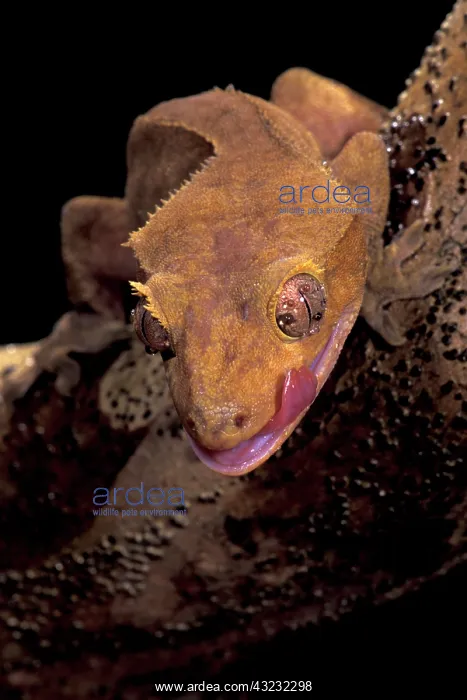 : South Pacific, New Caledonia. Crested Gecko : South Pacific, New Caledonia. Crested Gecko