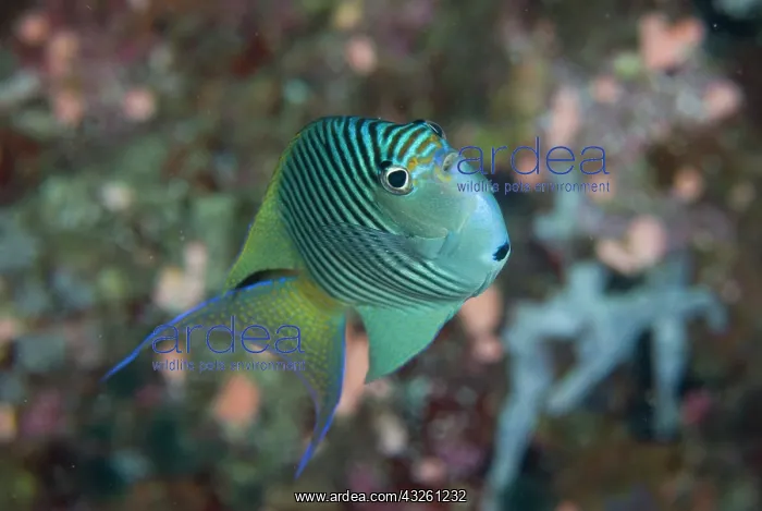 : South Pacific, Solomon Islands. An atypically : South Pacific, Solomon Islands. An atypically