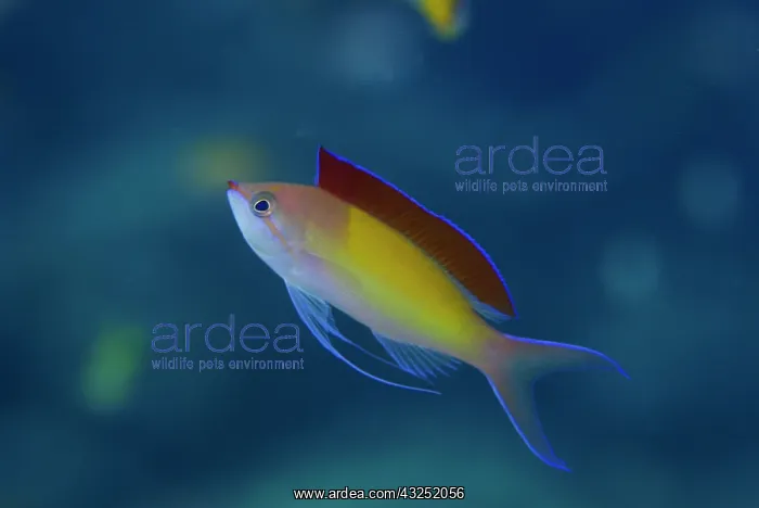 : South Pacific, Solomon Islands. A displaying : South Pacific, Solomon Islands. A displaying