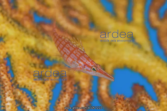 : South Pacific, Solomon Islands. A hawkfish : South Pacific, Solomon Islands. A hawkfish