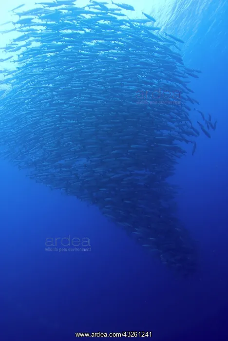 : South Pacific, Solomon Islands. Large school : South Pacific, Solomon Islands. Large school