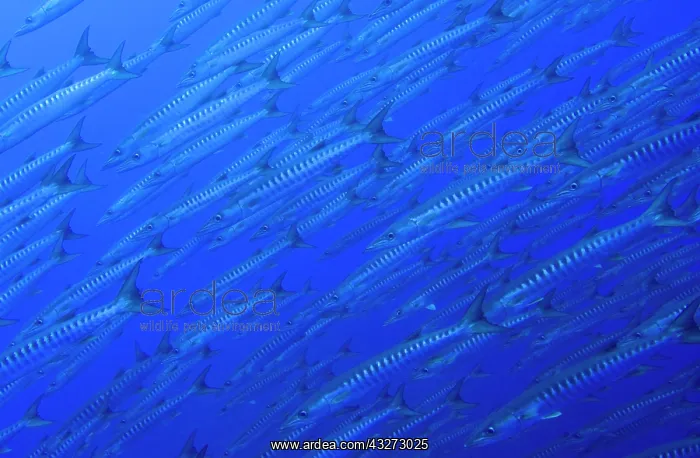 : South Pacific, Solomon Islands, Mary Island : South Pacific, Solomon Islands, Mary Island