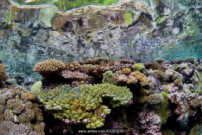 : South Pacific, Solomon Islands. A shallow : South Pacific, Solomon Islands. A shallow
