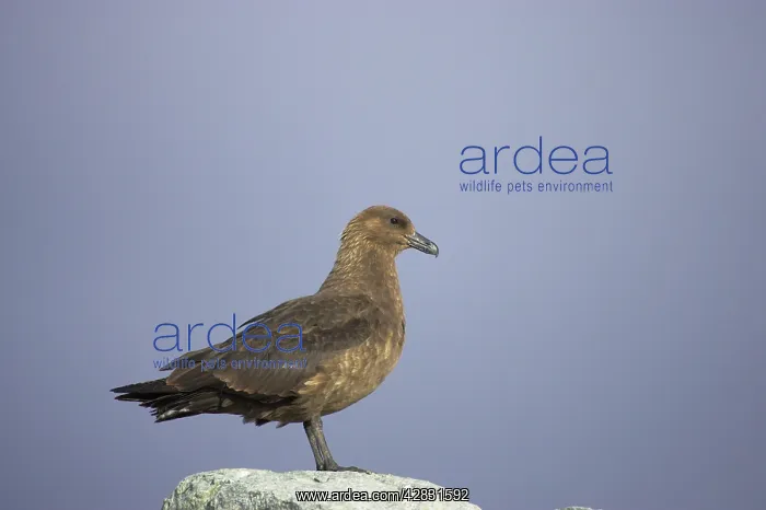 : South Polar Skua : South Polar Skua