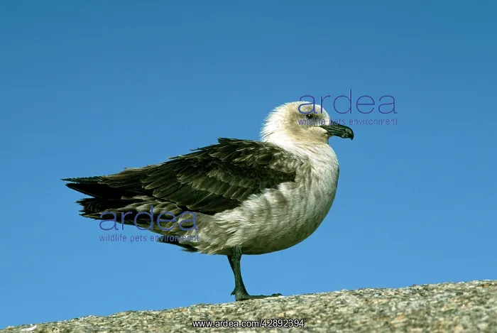 : South Polar Skua : South Polar Skua