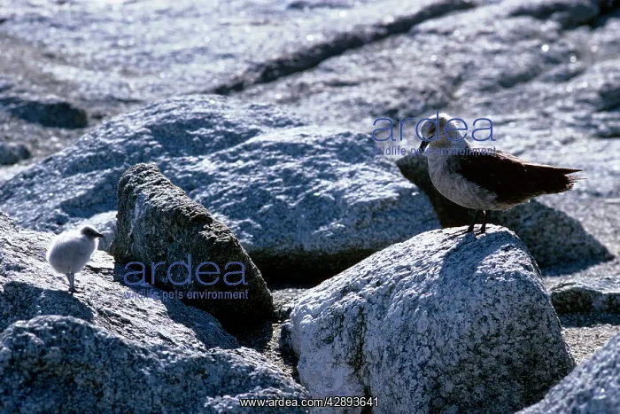 : South Polar Skua - adult with 2-3 day old chick : South Polar Skua - adult with 2-3 day old chick