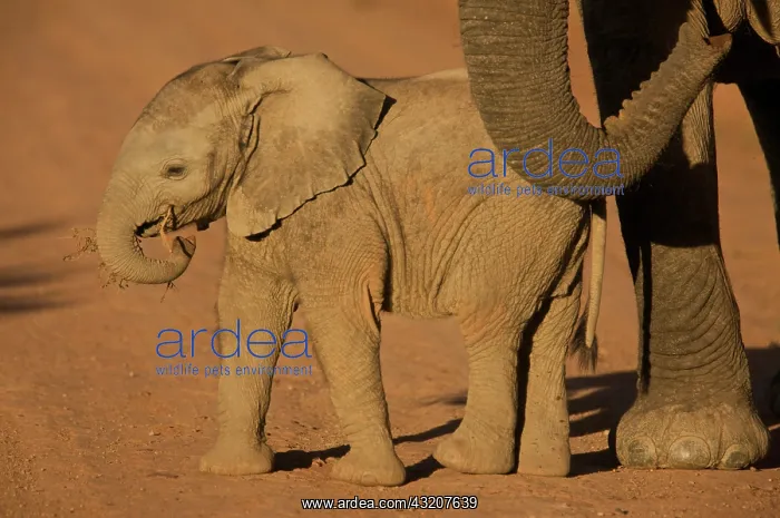 : South Port Elizabeth, Shamwari Game Reserve : South Port Elizabeth, Shamwari Game Reserve