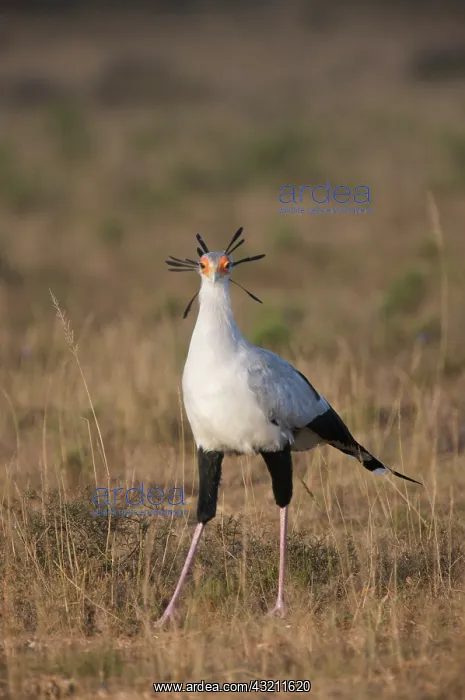 : South Port Elizabeth, Shamwari Game Reserve : South Port Elizabeth, Shamwari Game Reserve