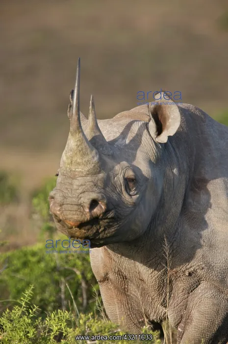 : South Port Elizabeth, Shamwari Game Reserve : South Port Elizabeth, Shamwari Game Reserve