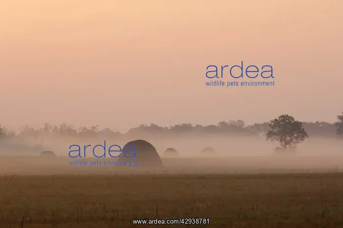 : South Russia - sunrise over a flood-plain of river Ural : South Russia - sunrise over a flood-plain of river Ural
