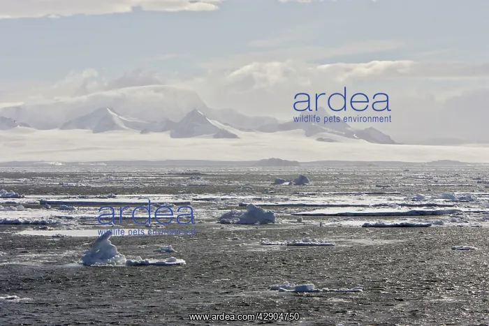: South Shetland Islands : South Shetland Islands