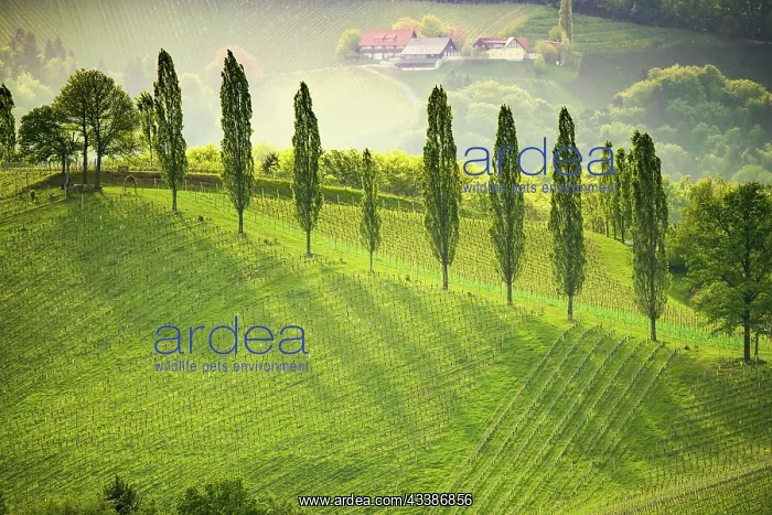 : South styria vineyards landscape, near Gamlitz : South styria vineyards landscape, near Gamlitz
