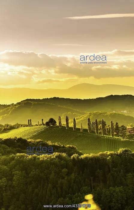 : South styria vineyards landscape panorama, near : South styria vineyards landscape panorama, near