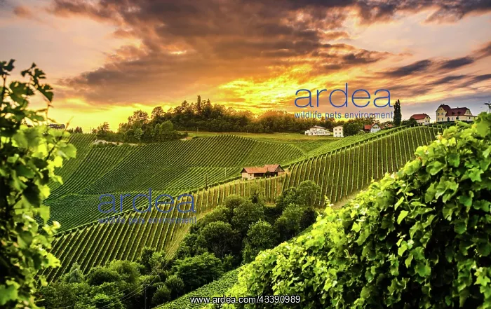 : South Styria Vineyards landscape in Sulz Austria : South Styria Vineyards landscape in Sulz Austria