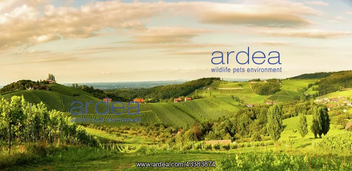  : South styria vineyards panorama landscape, Sulztal