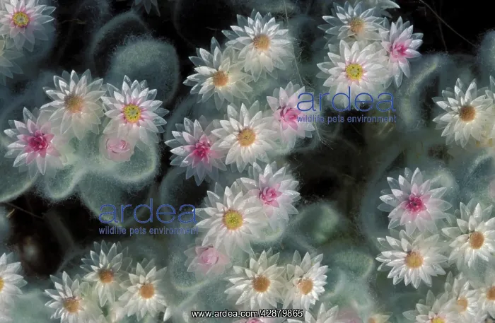 : South-West Edelweiss - succulent plant