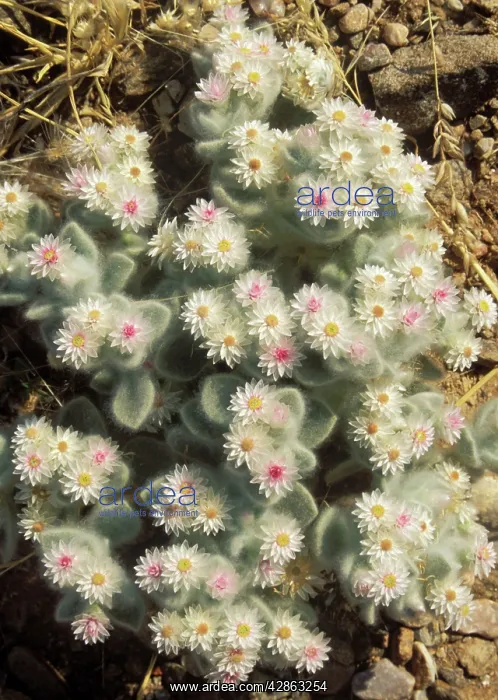 : South-West Edelweiss - succulent plant endemic : South-West Edelweiss - succulent plant endemic