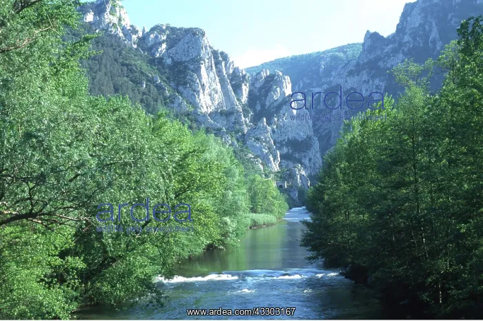 : South West FRANCE - limestone gorge near Quillan : South West FRANCE - limestone gorge near Quillan