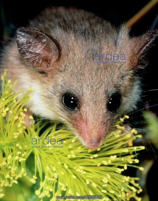 : South west Pygmy Possum : South west Pygmy Possum