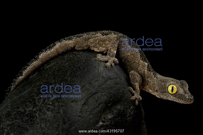 : South-west spiny-tailed gecko (Strophurus spinigerus) : South-west spiny-tailed gecko (Strophurus spinigerus)