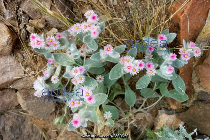 : South-western edelweiss : South-western edelweiss