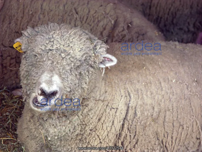 : Southdown Ewe : Southdown Ewe